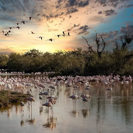 T2 Centre Historique Appartement Montpellier